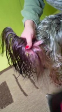 Kadın, banyo yaptıktan sonra saç kurutma makinesiyle Yorkshire Teriyeri 'nin saçını kurutuyor. Tımar prosedürü. Hayvan bakımı