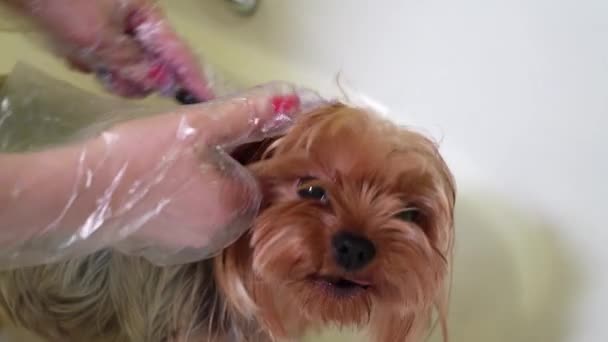 Woman Bathes Yorkshire Terrier Dog Baño Procedimiento Aseo Cuidado Mascotas — Vídeos de Stock