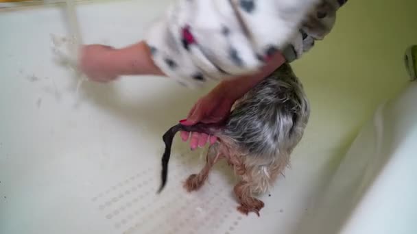 Woman Bathes Yorkshire Terrier Dog Badkamer Verzorgingsprocedure Huisdierverzorging — Stockvideo
