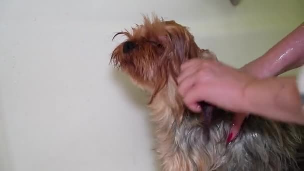 Γυναίκα Πλένει Ένα Σκυλί Yorkshire Terrier Στο Μπάνιο Διαδικασία Περιποίησης — Αρχείο Βίντεο