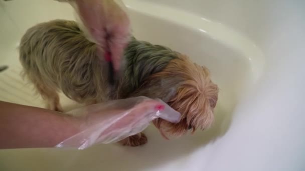 Woman Bathes Yorkshire Terrier Dog Badkamer Verzorgingsprocedure Huisdierverzorging — Stockvideo