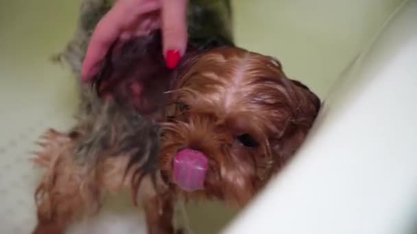 Frau Badet Einen Yorkshire Terrier Hund Badezimmer Grooming Verfahren Haustierpflege — Stockvideo