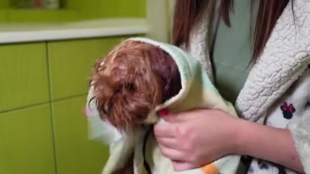 Kvinna Torkar Håret Yorkshire Terrier Med Hårtork Efter Bad Förberedelseprocedur — Stockvideo