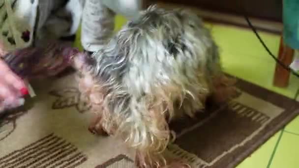Woman Dries Hair Yorkshire Terrier Hair Dryer Bathes Procedimento Preparação — Vídeo de Stock