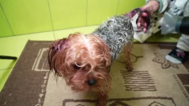 Mujer Seca Cabello Yorkshire Terrier Con Secador Pelo Después Bañarse — Vídeos de Stock
