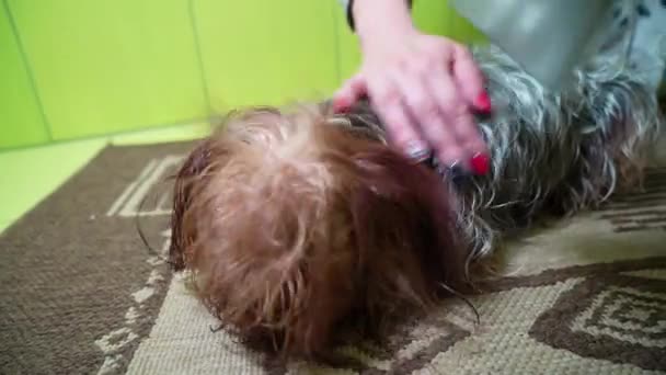 Vrouw Droogt Het Haar Van Een Yorkshire Terrier Met Een — Stockvideo