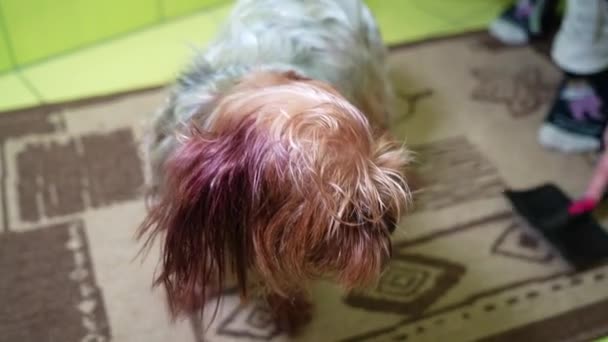 Woman Dries Hair Yorkshire Terrier Hair Dryer Bathes Procedimento Preparação — Vídeo de Stock