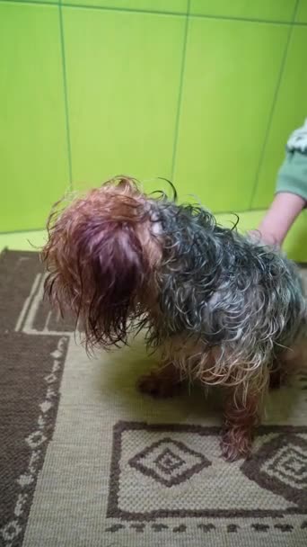 Megszárítja Egy Yorkshire Terrier Haját Egy Hajszárítóval Fürdés Után Grooming — Stock videók