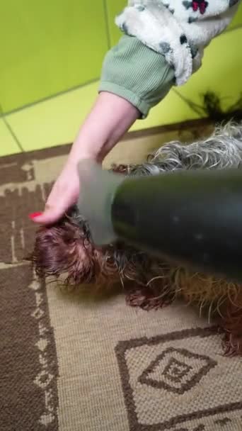 Frau Trocknet Die Haare Eines Yorkshire Terriers Nach Dem Baden — Stockvideo