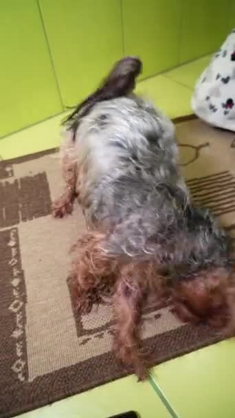 Kvinna Torkar Håret Yorkshire Terrier Med Hårtork Efter Bad Förberedelseprocedur — Stockvideo