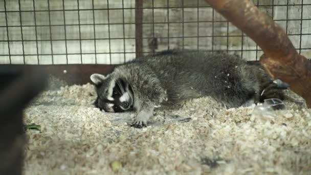 浣熊坐在笼子里动物园笼子里喂浣熊 动物园笼子里的动物 — 图库视频影像
