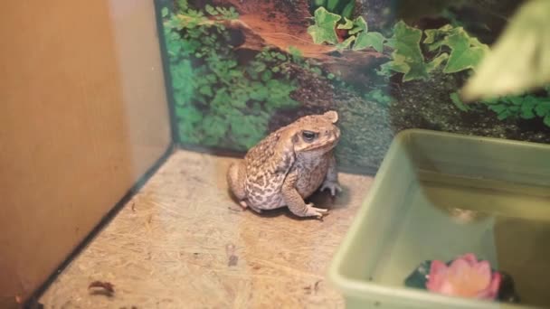 Big Frog Senta Terrário Sapo Aquário Animal Selvagem Zoológico — Vídeo de Stock