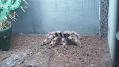 Akvaryumda oturan Tarantula Örümceği. Hayvanat bahçesindeki vahşi hayvan