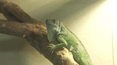 Akvaryumdaki bir dalda oturan yeşil iguana. Hayvanat bahçesindeki büyük kertenkele