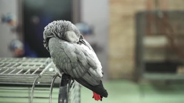 Gri Papağan Bir Kafese Oturur Uyur Hayvanat Bahçesindeki Vahşi Hayvan — Stok video