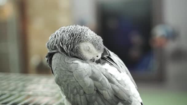 Gri Papağan Bir Kafese Oturur Uyur Hayvanat Bahçesindeki Vahşi Hayvan — Stok video