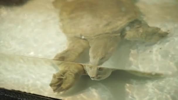 Tortue Mer Nage Dans Aquarium Animaux Sauvages Dans Zoo — Video