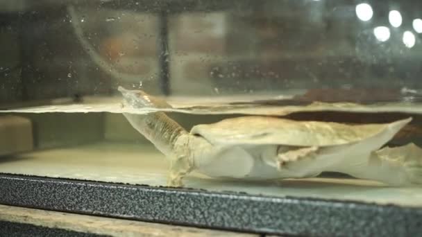Meeresschildkröte Schwimmt Einem Aquarium Wildtier Zoo — Stockvideo