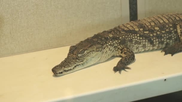Crocodilo Sentado Numa Jaula Jacaré Zoológico — Vídeo de Stock