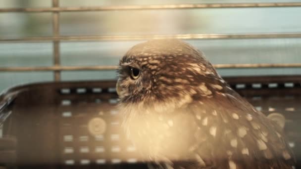 Búho Águila Sienta Una Jaula Mira Cámara Pájaro Presa Zoológico — Vídeos de Stock