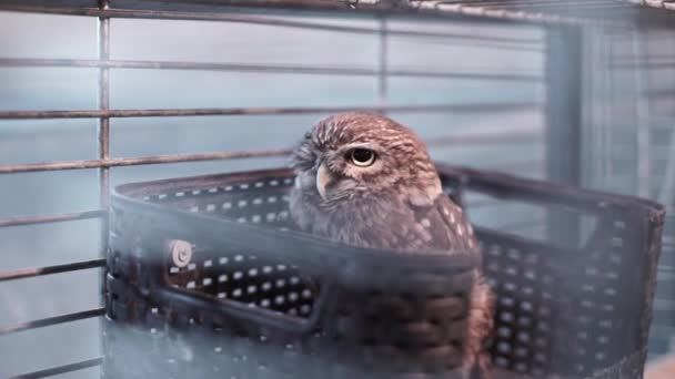 독수리 올빼미는 감옥에 앉아서 카메라를 봅니다 동물원에서 먹이의 — 비디오