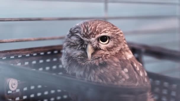 Eagle Owl Est Assis Dans Une Cage Regarde Caméra Oiseau — Video