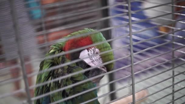 Παπαγάλος Μακάο Κάθεται Στο Κλουβί Άγρια Ζώα Ζωολογικό Κήπο — Αρχείο Βίντεο
