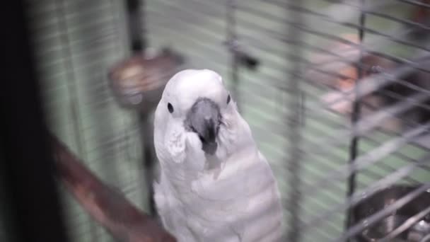 Beyaz Papağan Bir Kafeste Oturur Kameraya Bakar Papağan Yaklaş — Stok video