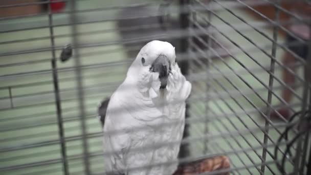 White Macaw Parrot Sienta Una Jaula Mira Cámara Loro Cerca — Vídeo de stock