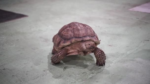 Želva Chodí Betonu Zoo Želva Kráčí Betonu Divoké Zvíře Zoo — Stock video