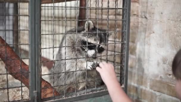 Mapache Sentado Una Jaula Alimentar Mapache Jaula Del Zoológico Animales — Vídeo de stock