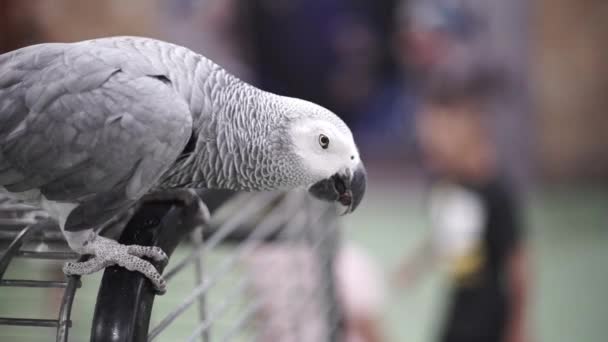 Γκρι Παπαγάλος Μακάο Κάθεται Ένα Κλουβί Παπαγάλος Τρώει Κουκουνάρια Άγρια — Αρχείο Βίντεο