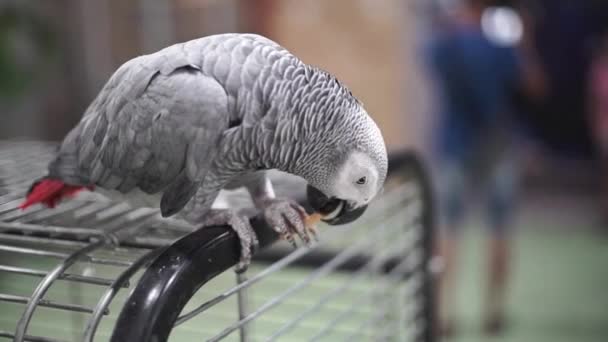 Gri Papağan Kafese Oturur Kurabiye Yer Hayvanat Bahçesindeki Vahşi Hayvan — Stok video