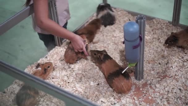 Γουϊνέα Γουρούνια Στο Ζωολογικό Κήπο Κορίτσι Ταΐζει Ινδικά Χοιρίδια Ζωολογικό — Αρχείο Βίντεο