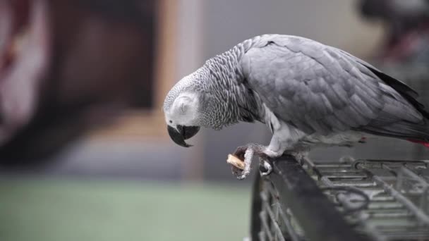 Gri Papağan Kafese Oturur Kurabiye Yer Hayvanat Bahçesindeki Vahşi Hayvan — Stok video