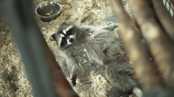 Raccoon Sitting Cage Feeding Raccoon Zoo Cage Animals Cage Zoo — Stock Video