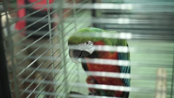Παπαγάλος Μακάο Κάθεται Στο Κλουβί Άγρια Ζώα Ζωολογικό Κήπο — Αρχείο Βίντεο