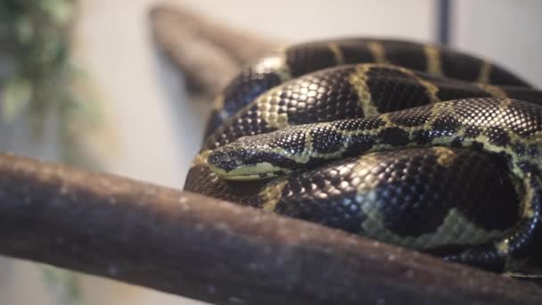 Python Sitting Branch Zoo Snake Sitting Branches Rainforest — Stock Video