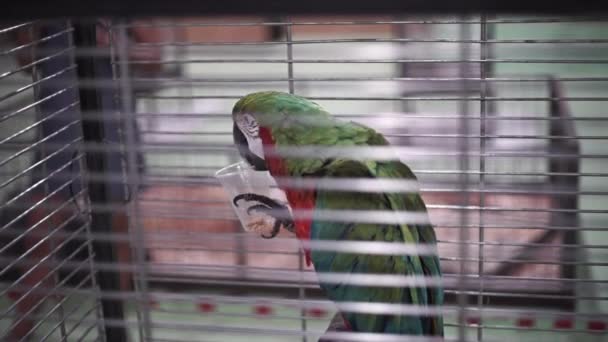 Papağan Kuş Kafesinde Oturuyor Papağan Çam Fıstığı Yer Hayvanat Bahçesindeki — Stok video