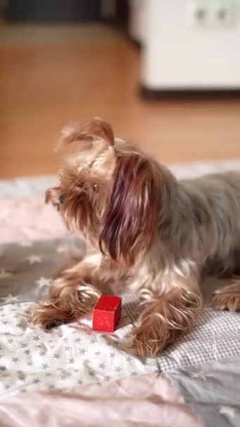 Little Yorkshire Terrier Dog Plays Puppy Dog Takes Care Its — Stock Video