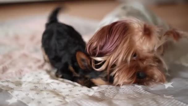 Σκυλάκι Του Γιορκσάιρ Τεριέ Παίζει Ένα Κουτάβι Σκύλος Φροντίζει Κουτάβι — Αρχείο Βίντεο