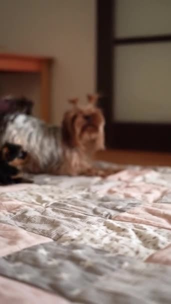 Little Yorkshire Terrier Perro Juega Con Cachorro Perro Cuida Cachorro — Vídeo de stock
