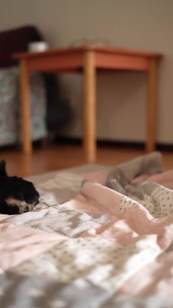 Kleine Yorkshire Terrier Hond Speelt Met Een Puppy Hond Zorgt — Stockvideo