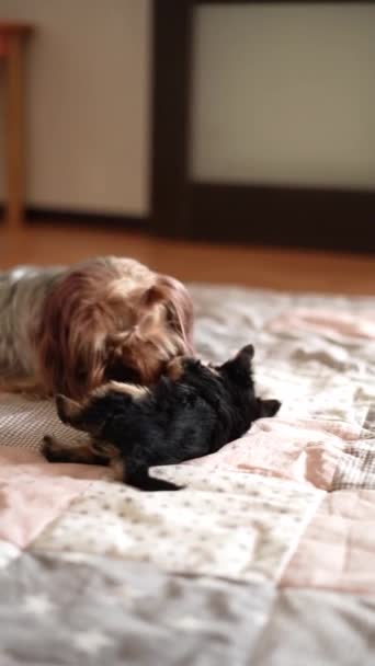 约克郡的小猎狗和小狗玩耍 狗照顾它的小狗宝宝 家养宠物 — 图库视频影像