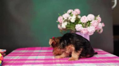 Yorkshire Terrier Puppy oyuncağın yanında oturuyor. Kafasında kırmızı fiyonk olan tüylü, sevimli bir köpek. Sevimli evcil hayvanlar.