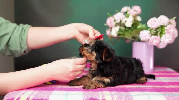 Een Vrouw Legt Een Strik Het Hoofd Van Een Puppy — Stockvideo