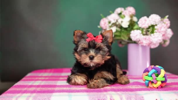 Yorkshire Terrier Puppy Oyuncağın Yanında Oturuyor Kafasında Kırmızı Fiyonk Olan — Stok video