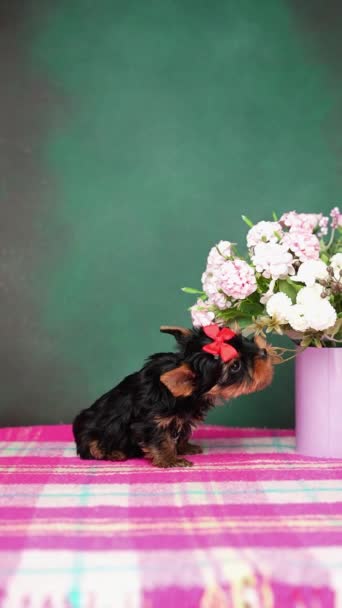 Playful Domestic Puppy Yorkshire Terrier Puppy Sitting Pink Blanket Playing — Stock Video