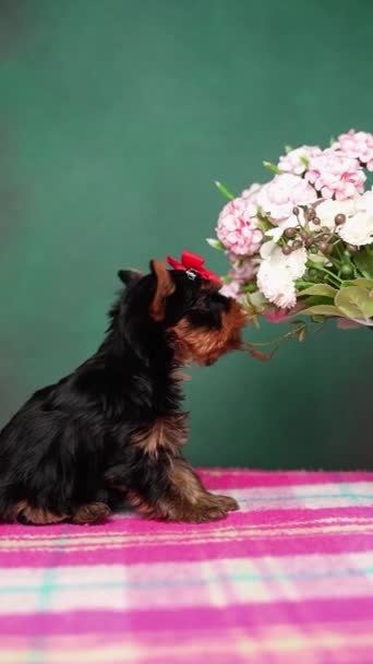 Neşeli Bir Evcil Köpek Pembe Bir Battaniyenin Üzerinde Oturan Çiçeklerle — Stok video
