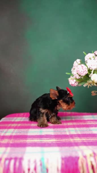 Playful Domestic Puppy Yorkshire Terrier Puppy Sitting Pink Blanket Playing — Stock Video